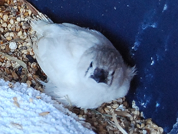 Lili aus der Ecke