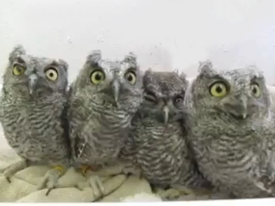 Nicht immer nur Katzen